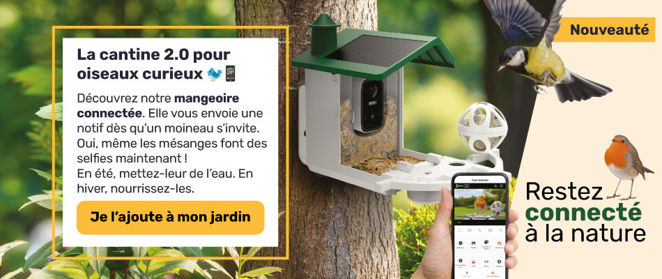 Restez connecté à la nature avec la mangeoire Birdfeeder