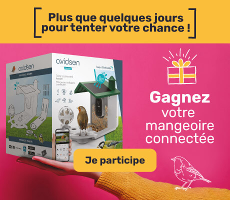 Jeu concours : 5 mangeoires connectées à remporter
