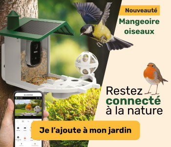 Restez connecté à la nature avec la mangeoire Birdfeeder