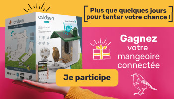 Jeu concours : 5 mangeoires connectées à remporter